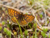 Melitaea athalia Väster-Sortmyran, Sävar, Umeå, Västerbotten, Sweden 20150706_0278