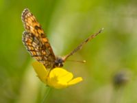 Melitaea britomartis Västmanland, Sweden 20150705_1020