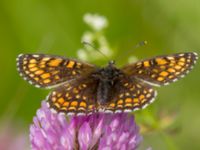 Melitaea britomartis Västmanland, Sweden 20150705_1033