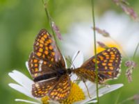 Melitaea britomartis Västmanland, Sweden 20150705_1129