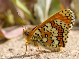 Melitaea cinxia - Glanville Fritillary - Ängsnätfjäril