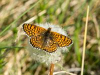 Melitaea cinxia Lilla Frö, Mörbylånga, Öland, Sweden 20170526_0444