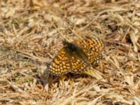 Melitaea cinxia Simris strandäng, Simrishamn, Skåne, Sweden 20180601_0236