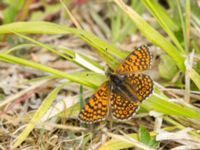 Melitaea cinxia Tveta reningsverk, Mörbylånga, Öland, Sweden 20170525_0445