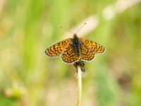 Melitaea cinxia Tveta reningsverk, Mörbylånga, Öland, Sweden 20170525_0461