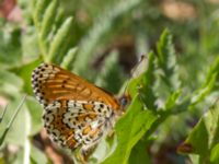 Melitaea cinxia Tveta vattenverk, Mörbylånga, Öland, Sweden 20150606B_0035