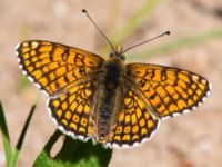 Melitaea cinxia Vombs östra vattenverksdammar, Lund, Skåne, Sweden 20130617B-159