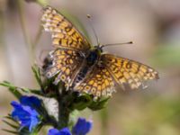 Melitaea cinxia Vombs östra vattenverksdammar, Lund, Skåne, Sweden 20130617B-175