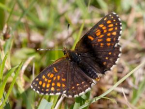 Melitaea diamina - False Heath Fritillary - Sotnätfjäril