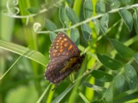 Melitaea diamina Fjärilsvägen, Grinduga, Gävle, Gästrikland, Sweden 20150705_0435