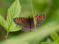 Melitaea diamina Fjärilsvägen, Grinduga, Gävle, Gästrikland, Sweden 20150705_1274