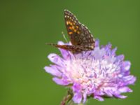 Melitaea diamina Fjärilsvägen, Grinduga, Gävle, Gästrikland, Sweden 20150705_1330