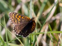 Melitaea diamina Högmosse Vanserums malm, Borgholm, Öland, Sweden 20150606_0172