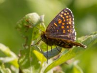 Melitaea diamina Stensoffa fuktäng, Lund, Skåne, Sweden 20140601_0029