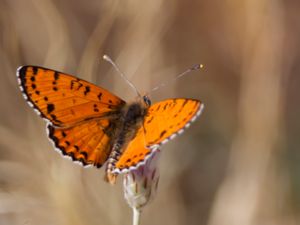 Melitaea didyma - Spotted Fritillary - Fläckig nätfjäril