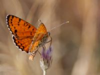 Melitaea didyma Haclar, Turkey 20120625 334