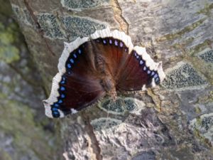 Nymphalis antiopa - Camberwell Beauty - Sorgmantel