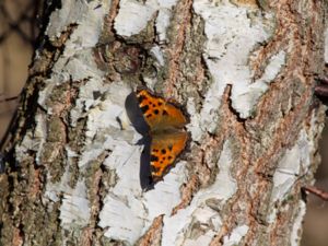 Nymphalis polychloros - Large Tortoiseshell - Körsbärsfuks