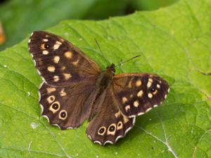 Pararge aegeria - Speckled Wood - Kvickgräsfjäril