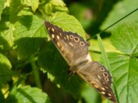 Pararge aegeria Järavallen, Kävlinge, Skåne, Sweden 20160713_0104