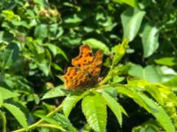 Polygonia c-album Banvallen, Ribersborg, Malmö, Skåne, Sweden 20200711_0070