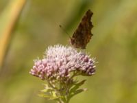 Polygonia c-album Lertagsdammen, Klagshamns udde, Malmö, Skåne, Sweden 20220730_0041