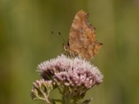 Polygonia c-album Lertagsdammen, Klagshamns udde, Malmö, Skåne, Sweden 20220730_0046