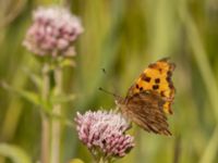 Polygonia c-album Lertagsdammen, Klagshamns udde, Malmö, Skåne, Sweden 20220730_0048