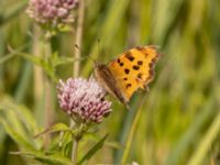 Polygonia c-album Lertagsdammen, Klagshamns udde, Malmö, Skåne, Sweden 20220730_0050