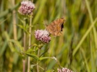 Polygonia c-album Lertagsdammen, Klagshamns udde, Malmö, Skåne, Sweden 20220730_0051