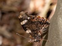 Vanessa atalanta 650 m NE Hildelund, Svedala, Skåne, Sweden 20190701_0092