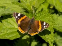 Vanessa atalanta Sege å, B-området, Almåsa, Malmö, Skåne, Sweden 20220515_0074