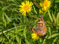 Cynthia cardui Lertagsdammen, Klagshamns udde, Malmö, Skåne, Sweden 20160708_0021