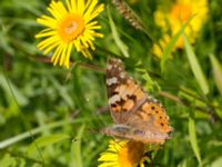 Cynthia cardui Lertagsdammen, Klagshamns udde, Malmö, Skåne, Sweden 20160708_0022