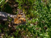 Vanessa cardui Sege station, Burlöv, Skåne, Sweden 20160601_0062