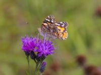 Vanessa cardui Björkskogen, Klagshamns udde, Malmö, Skåbe, Sweden 20240724_0255