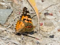 Vanessa cardui Sumpskogen, Klagshamns udde, Malmö, Skåne, Sweden 20190711_0058