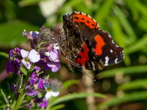 Vanessa vulcanica - Indian Red Admiral - Indisk amiral