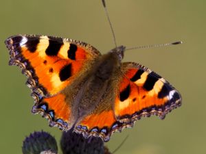 Aglais urticae - Small Tortoiseshell - Nässelfjäril