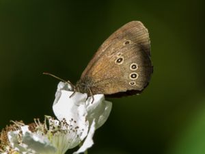 Aphantopus hyperantus - Ringlet - Luktgräsfjäril