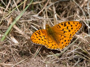 Argynnis niobe - Niobe Fritillary - Hedpärlemorfjäril