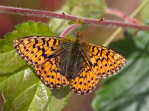 Boloria aquilonaris - Cranberry Fritillary - Myrpärlemorfjäril