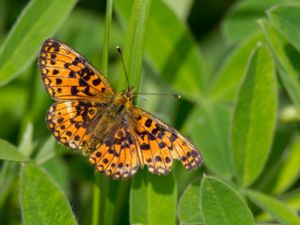 Boloria selene - Small Pearl-bordered Fritillary - Brunfläckig pärlemorfjäril