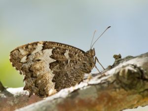 Brintesia circe - Great Banded Grayling - Större vitbandad gräsfjäril