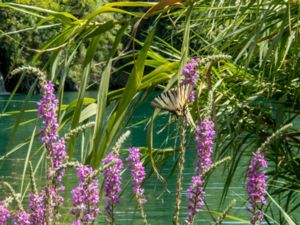 Iphiclides podalirius - Scarce Swallowtail - Segelfjäril