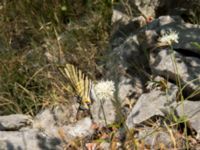 Iphiclides podalirius Botanical Garden Biokovo, Kotinica, Tucepi, Croatia 20170804_1741