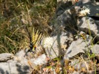 Iphiclides podalirius Botanical Garden Biokovo, Kotinica, Tucepi, Croatia 20170804_1742