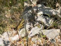 Iphiclides podalirius Botanical Garden Biokovo, Kotinica, Tucepi, Croatia 20170804_1743