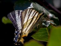 Iphiclides podalirius Elounda, Crete, Greece 20130705B 084