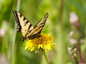 Papilio canadensis - Canadian Tiger Swallowtail